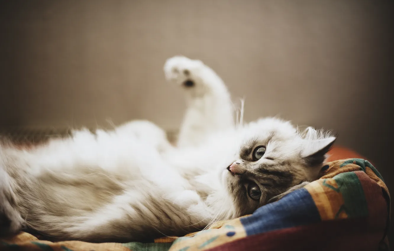 Photo wallpaper cat, cat, wool, looks