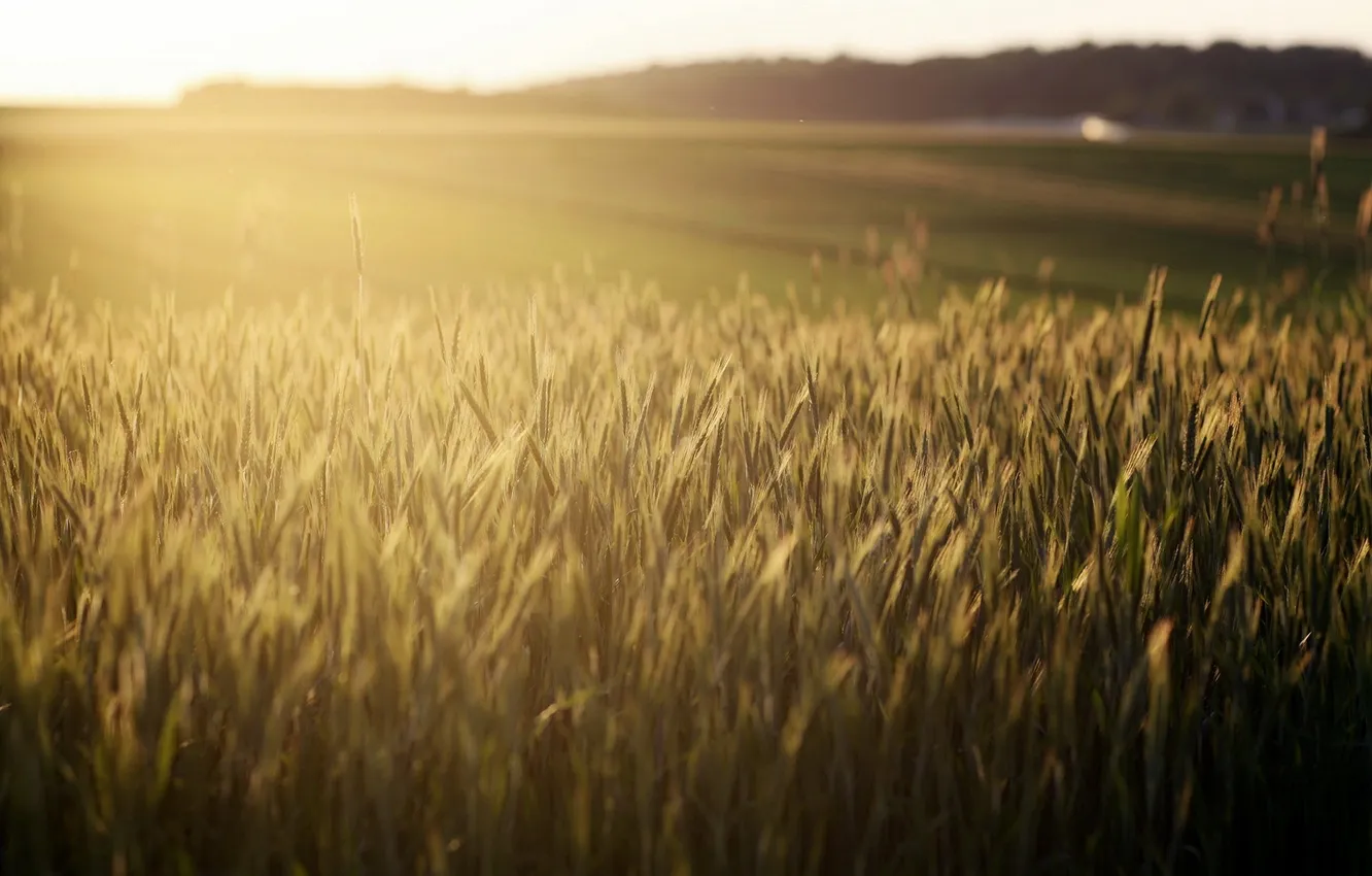 Photo wallpaper field, light, nature, morning, ears