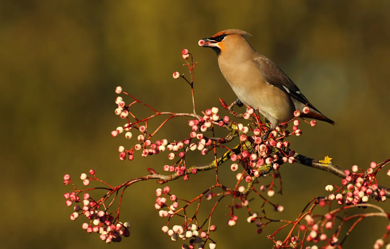 Photo wallpaper branches, berries, bird, food, the Waxwing