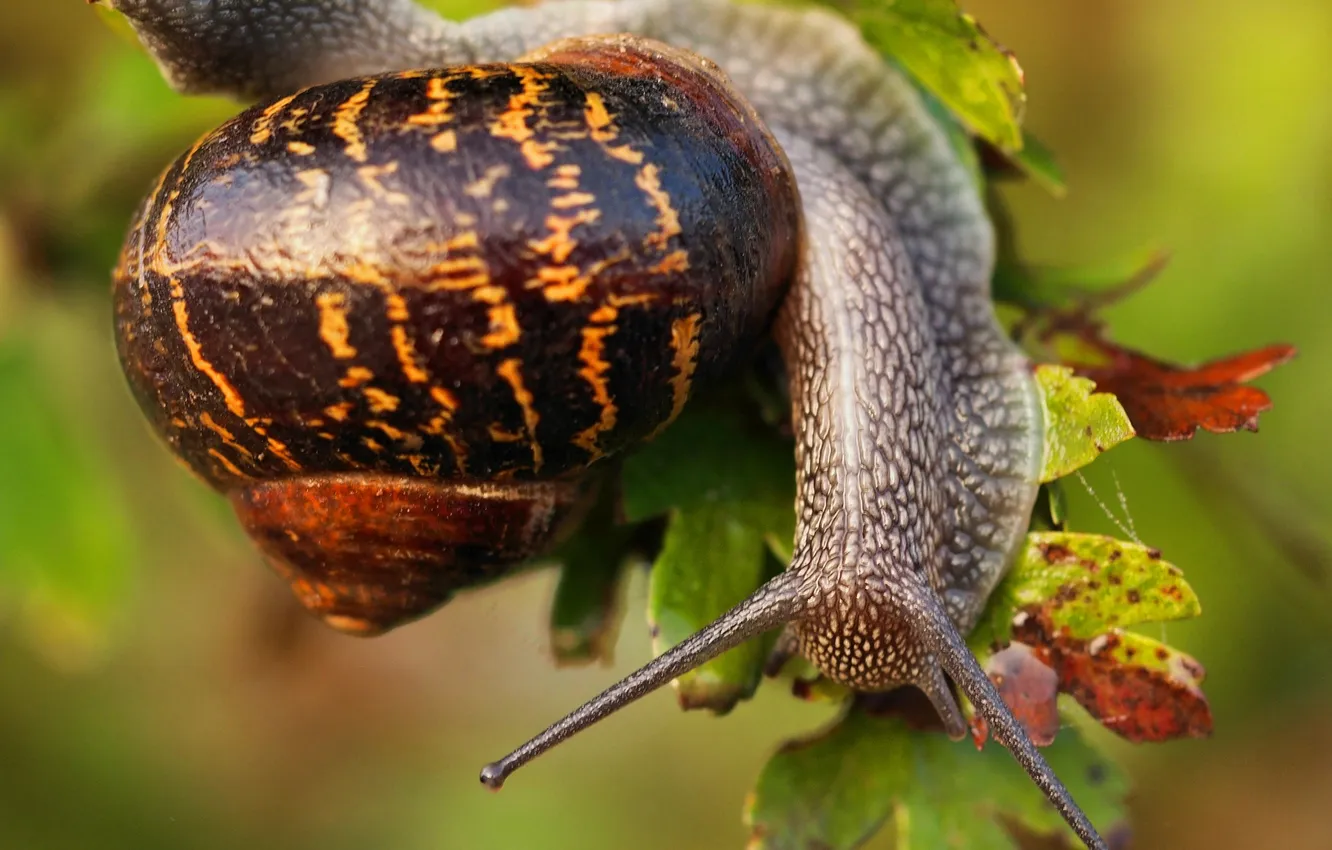 Photo wallpaper leaves, macro, snail, sink