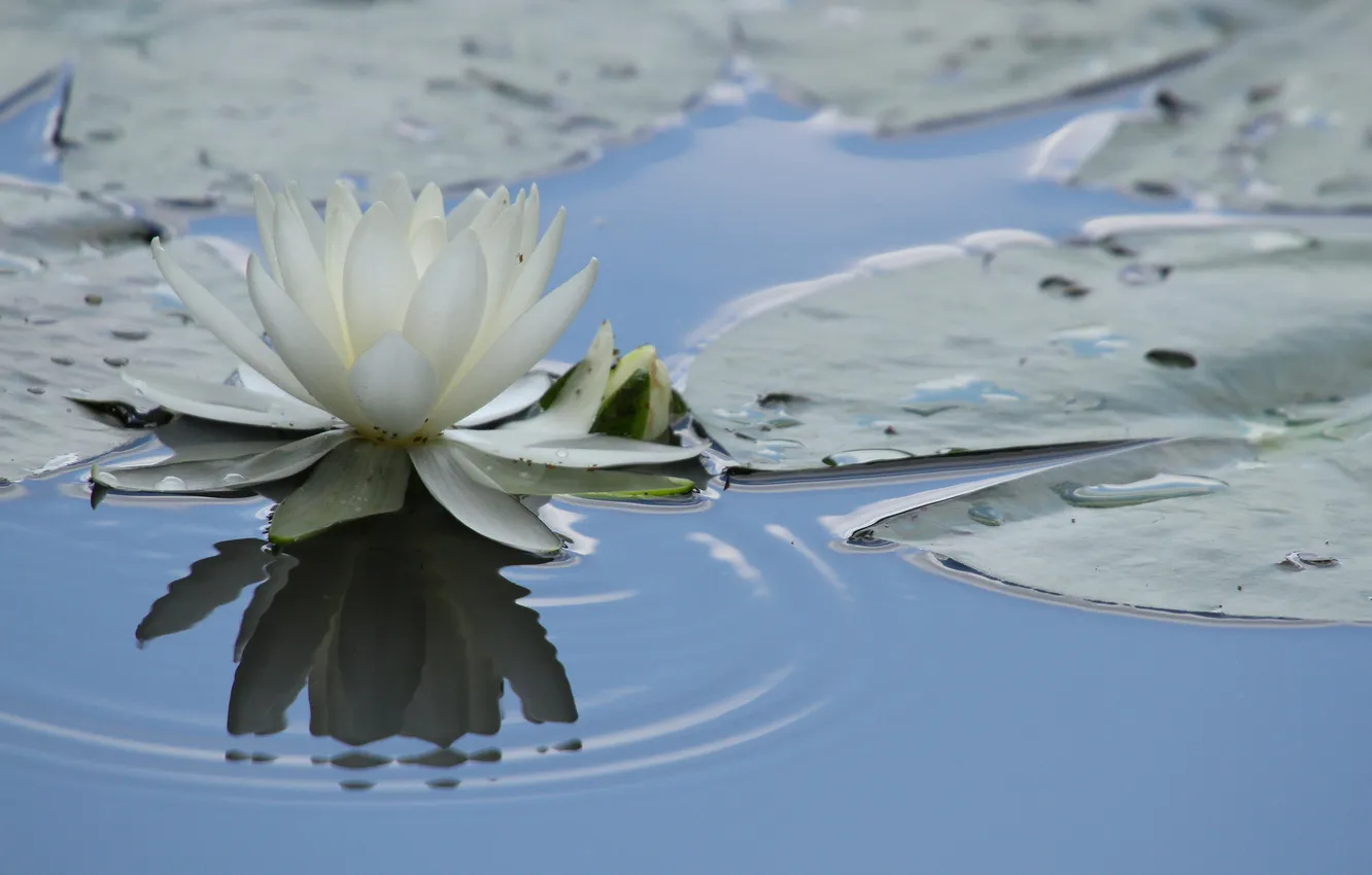 Photo wallpaper leaves, water, nature, reflection, Lily, water Lily