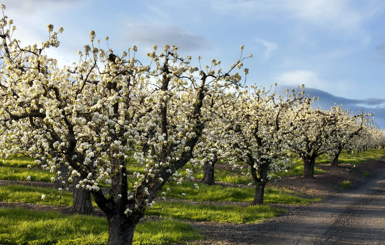 Photo wallpaper road, nature, Apple