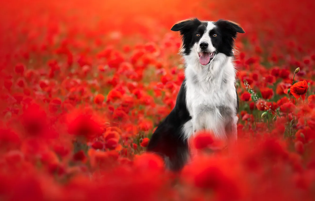 Photo wallpaper flowers, Maki, dog, The border collie