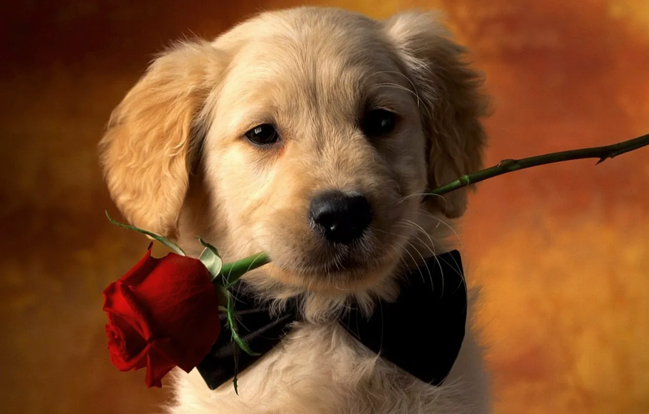 Photo wallpaper rose, puppy, dog