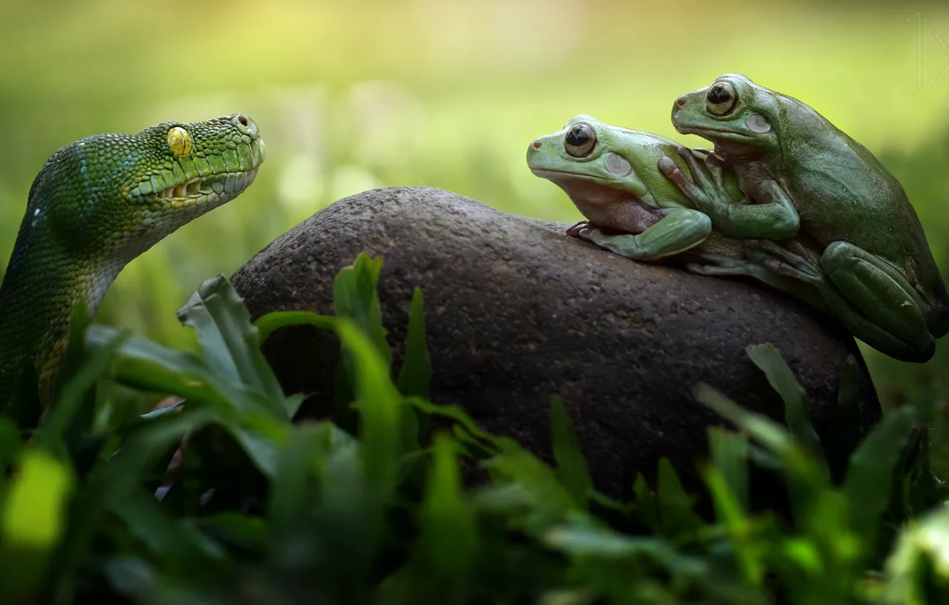 Photo wallpaper frog, snake, Snake, frogs, Fahmi Bhs