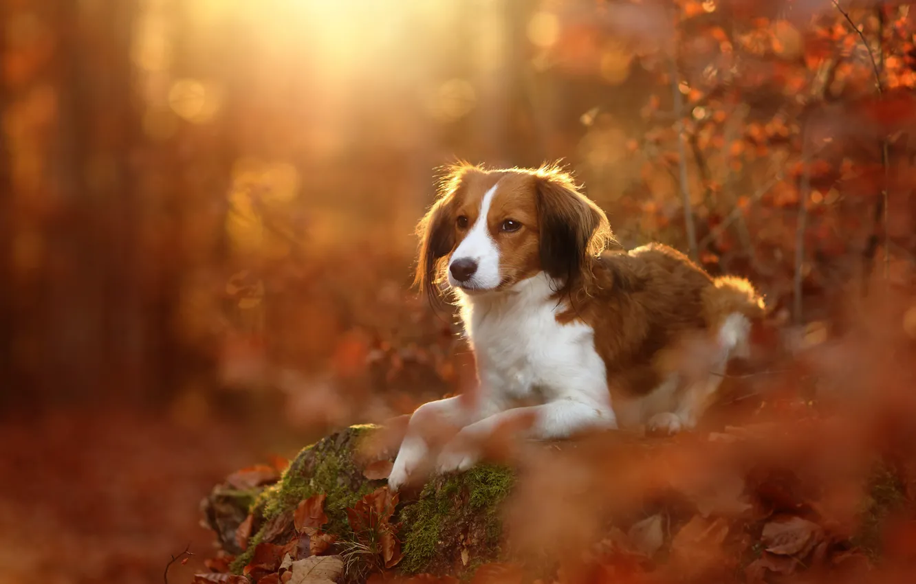 Photo wallpaper autumn, leaves, dog, kooikerhondje