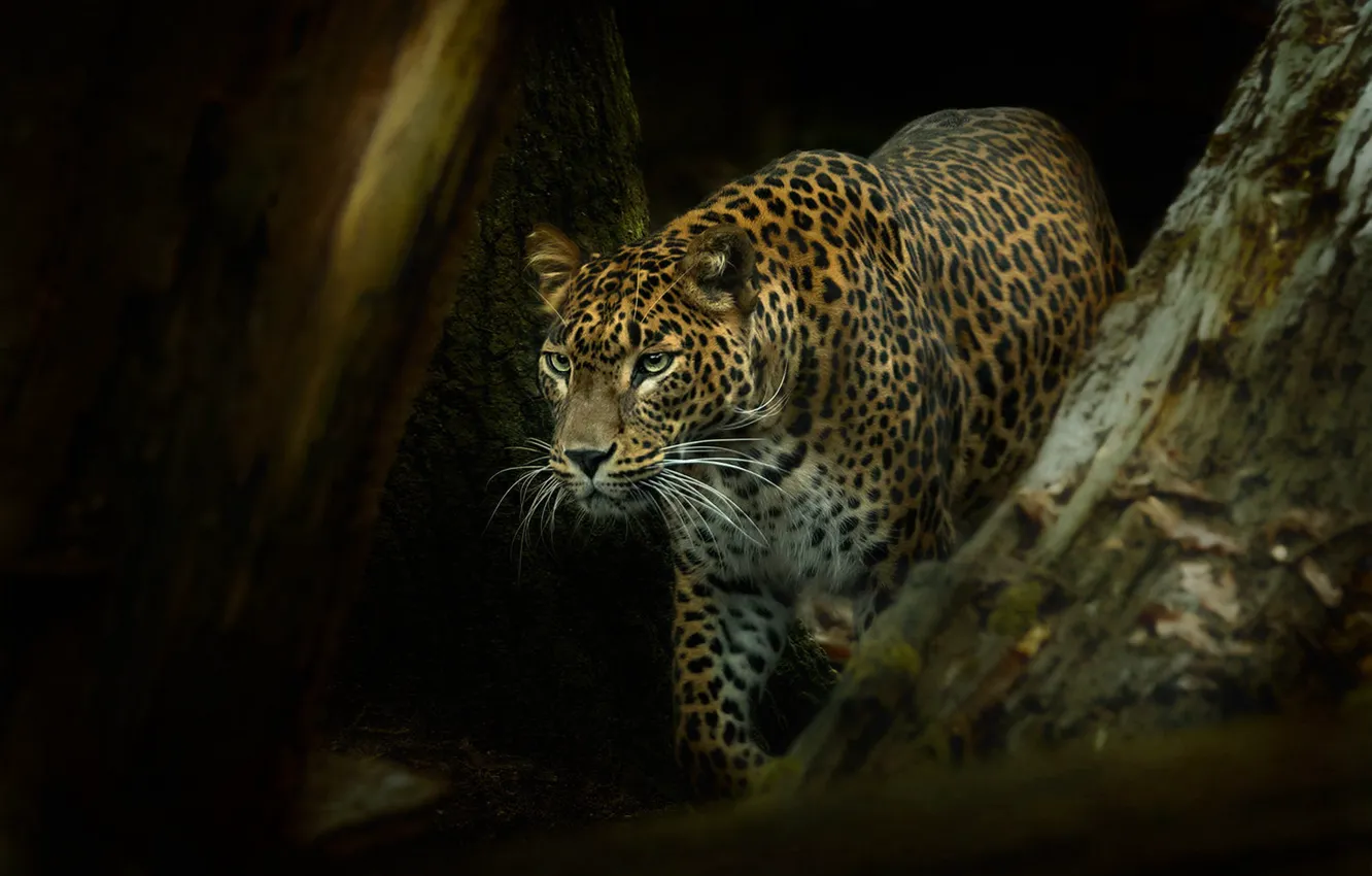 Photo wallpaper forest, look, face, trees, darkness, the dark background, leopard, walk