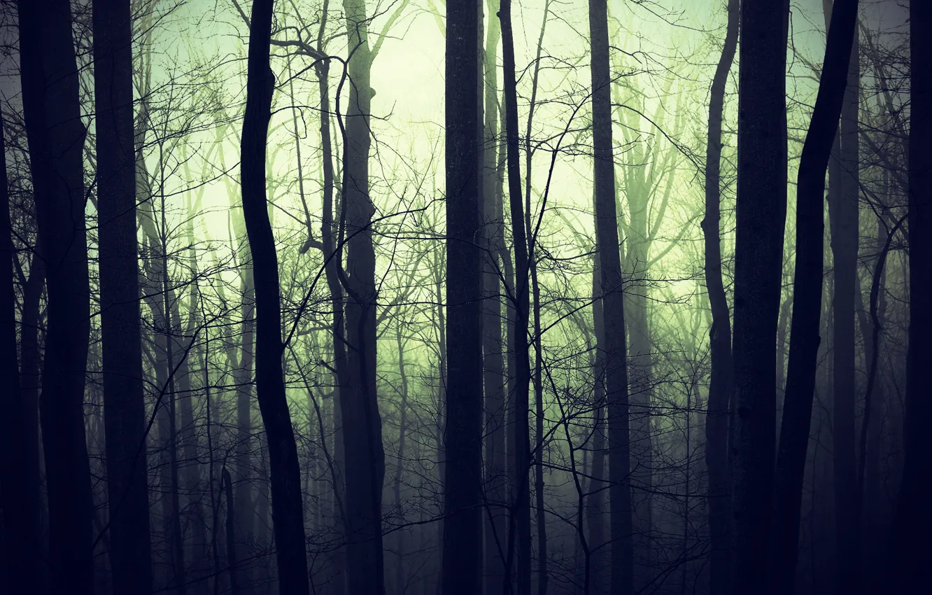 Photo wallpaper forest, nature, fog, darkness