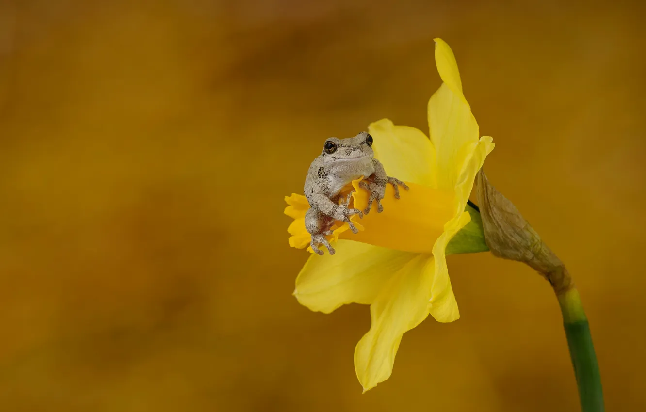 Photo wallpaper flowers, yellow, frog, spring, daffodils