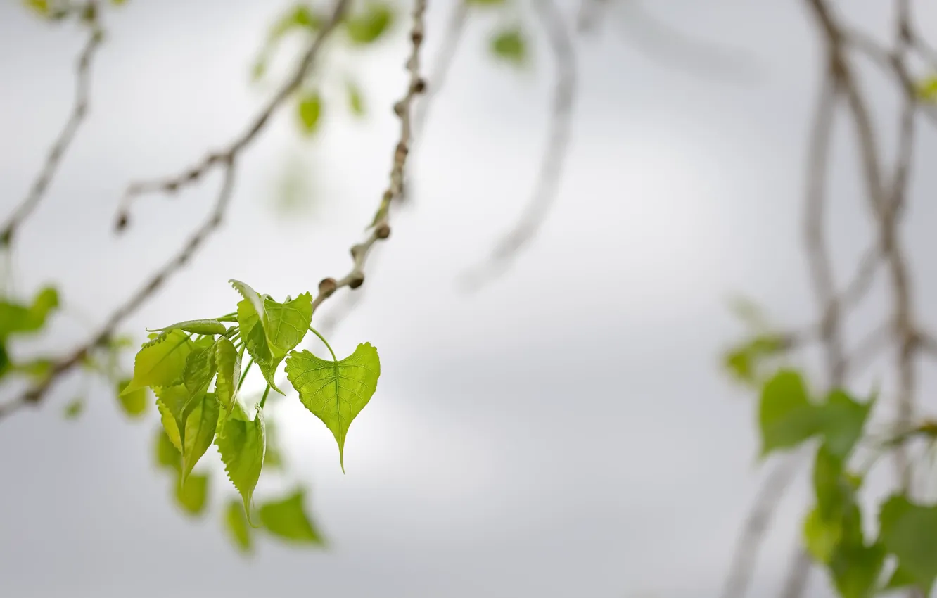 Photo wallpaper leaves, branches, background