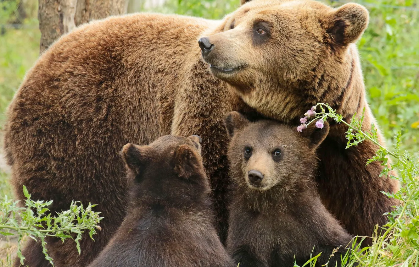 Photo wallpaper bears, bears, bear, cubs