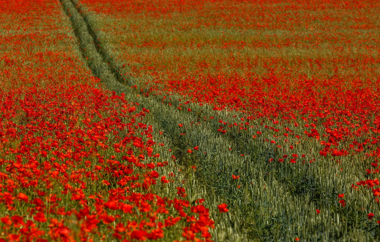 Photo wallpaper field, flowers, England, Maki, Kent, track, England, Kent