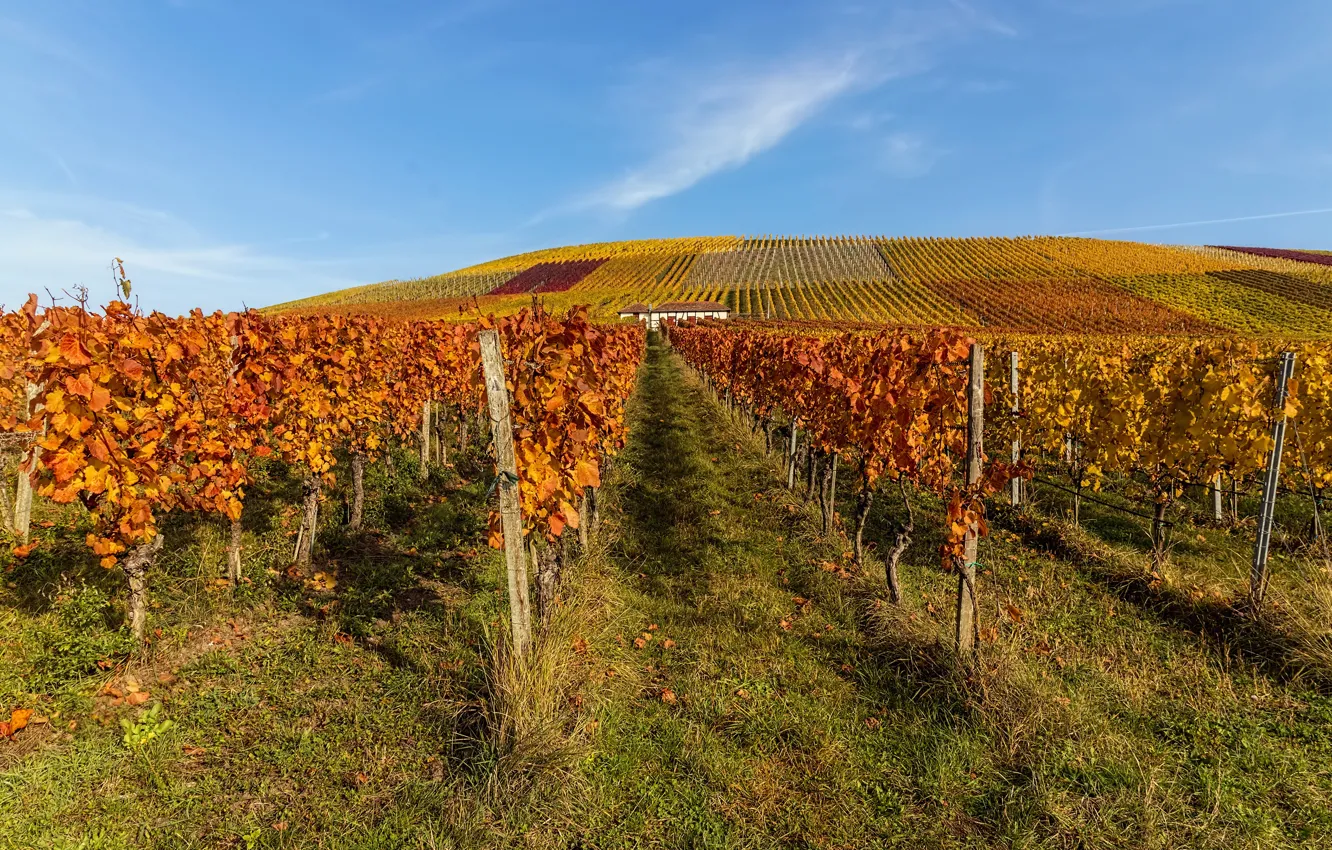 Photo wallpaper field, autumn, photo, vine