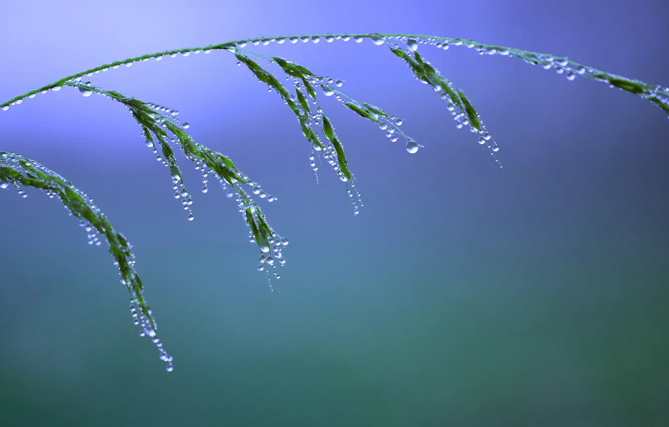 Photo wallpaper grass, water, drops, macro, nature