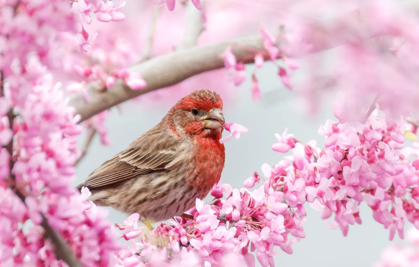 Photo wallpaper trees, flowers, branches, bird, spring, pink, flowering, bokeh