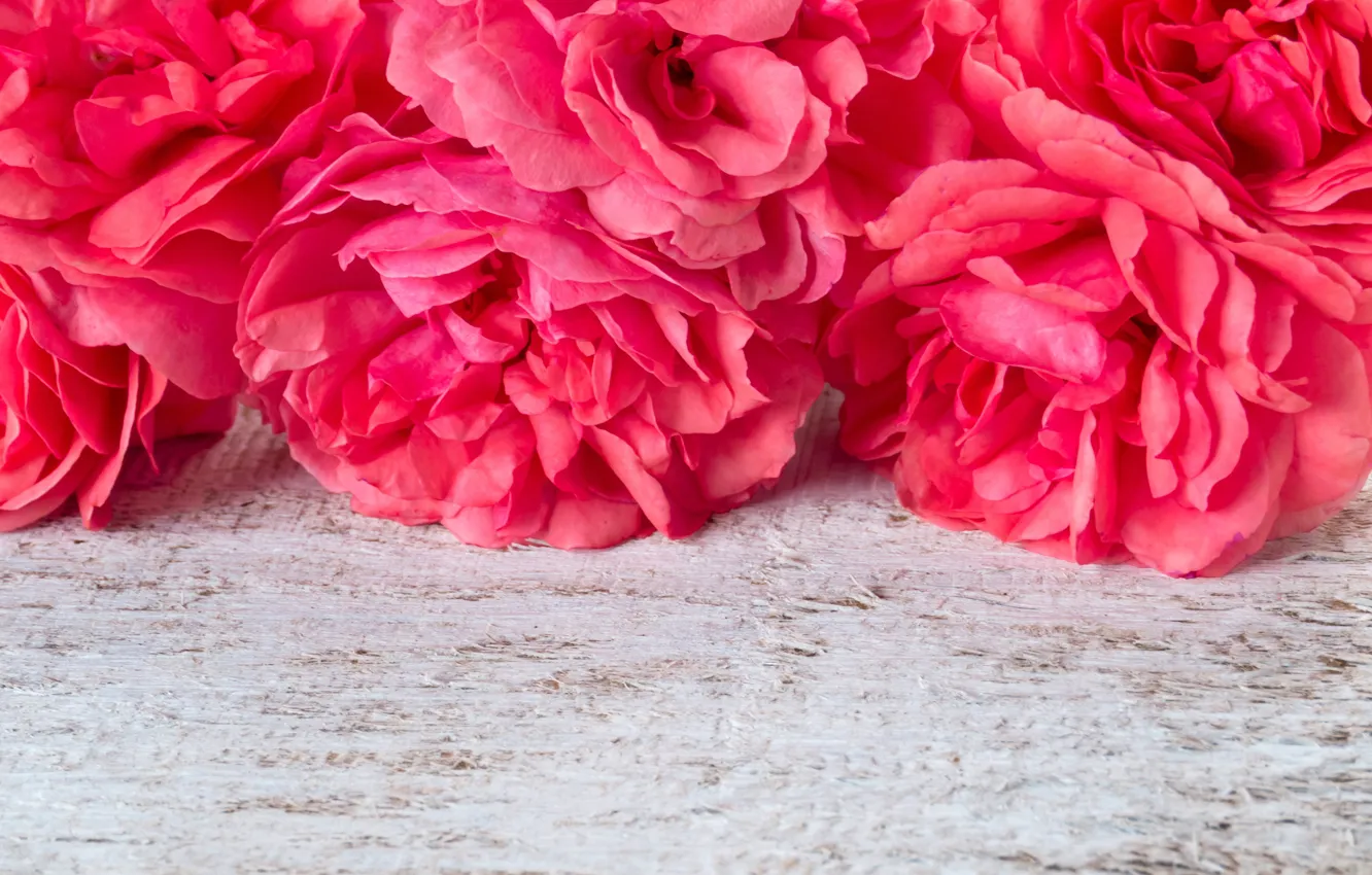 Photo wallpaper flowers, pink, pink, flowers, peonies, peonies