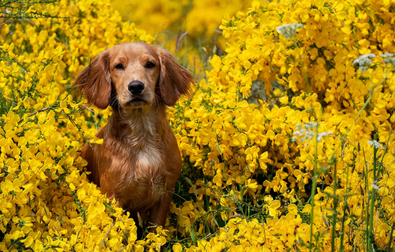 Photo wallpaper flowers, yellow, puppy, Spaniel