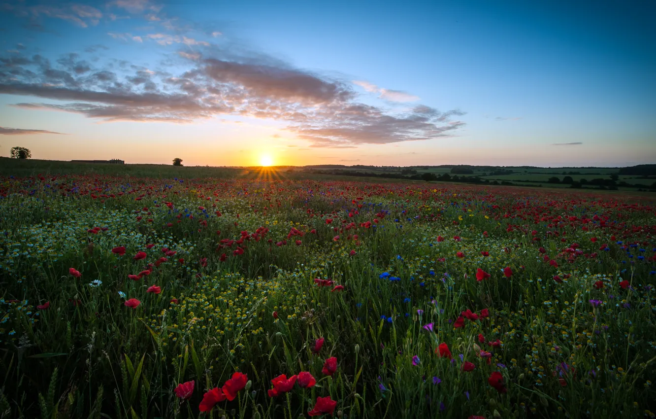 Photo wallpaper field, the sky, the sun, clouds, flowers, England, Maki, chamomile