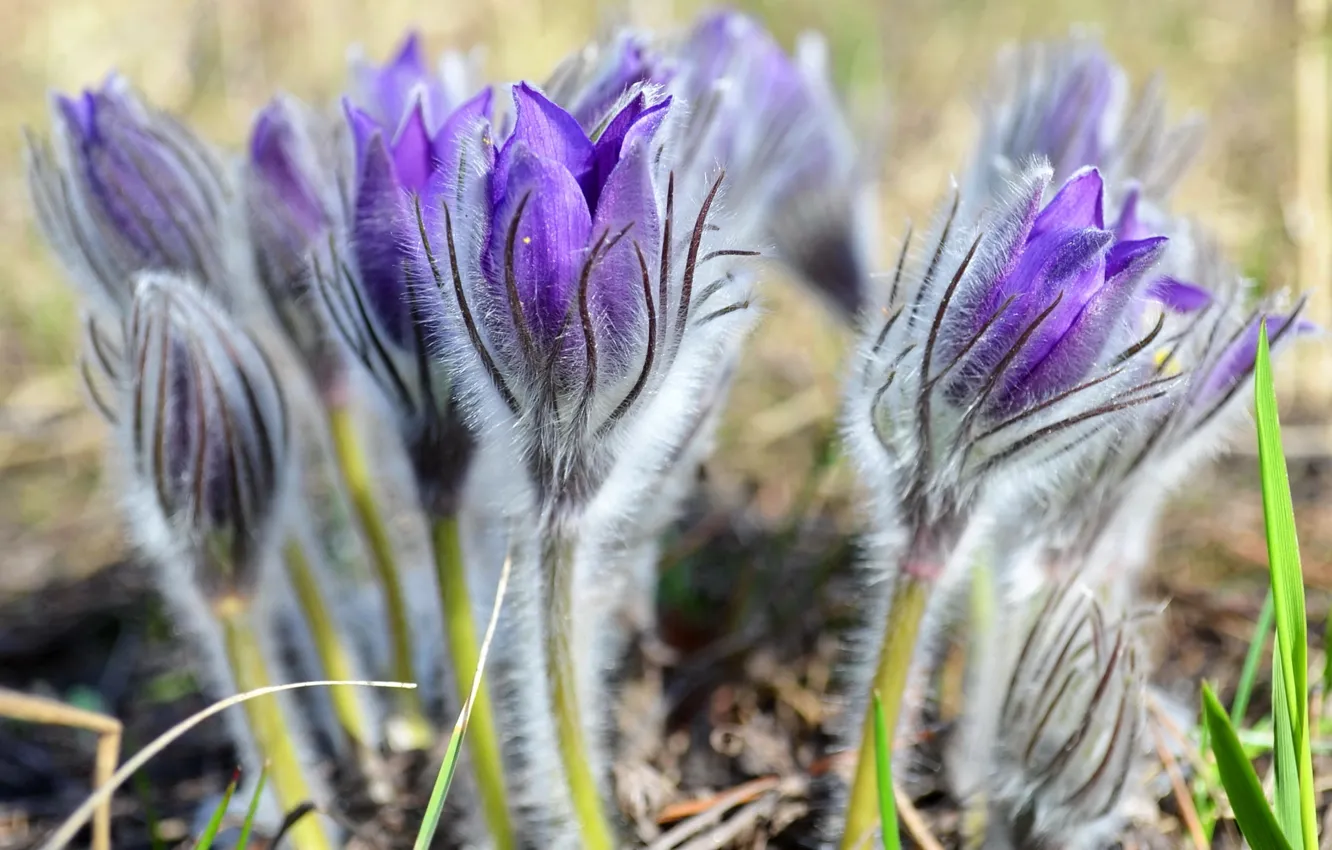 Photo wallpaper tenderness, spring, anemones, sleep-grass, cross