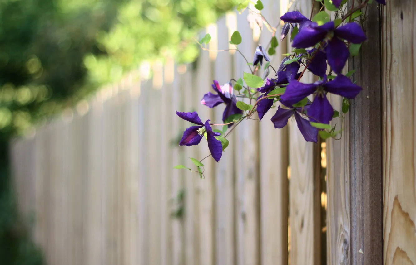 Photo wallpaper summer, flowers, the fence