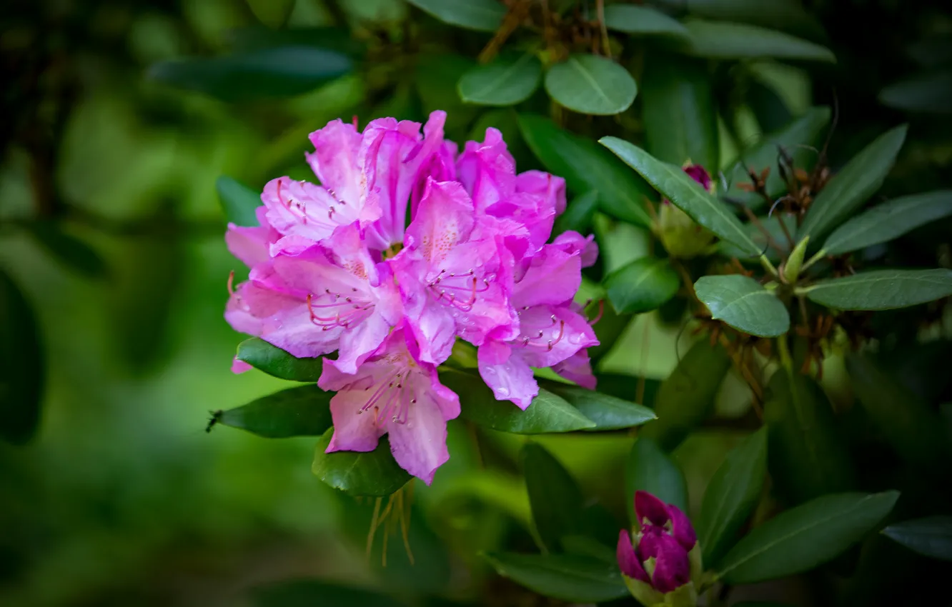 Photo wallpaper purple, the bushes, Azalea, rhododendrons