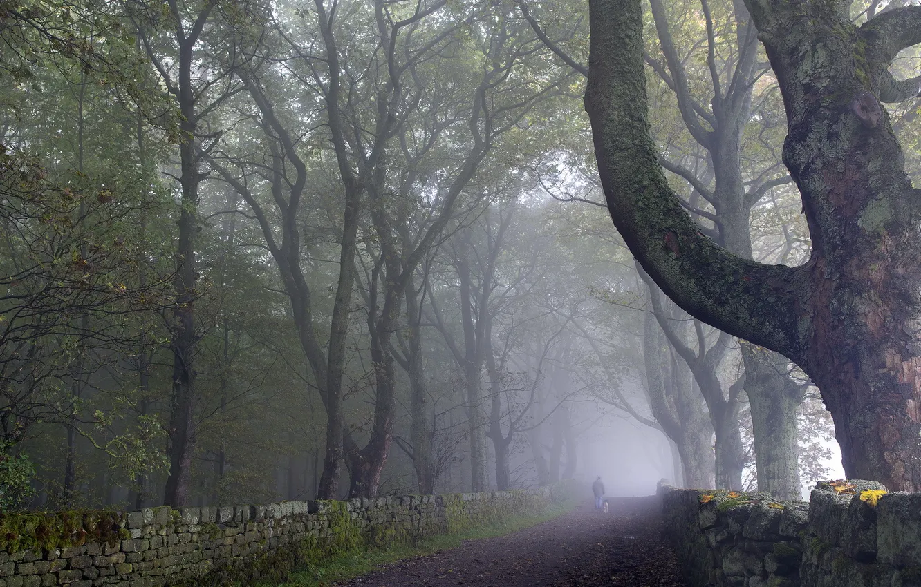 Photo wallpaper road, trees, landscape, fog