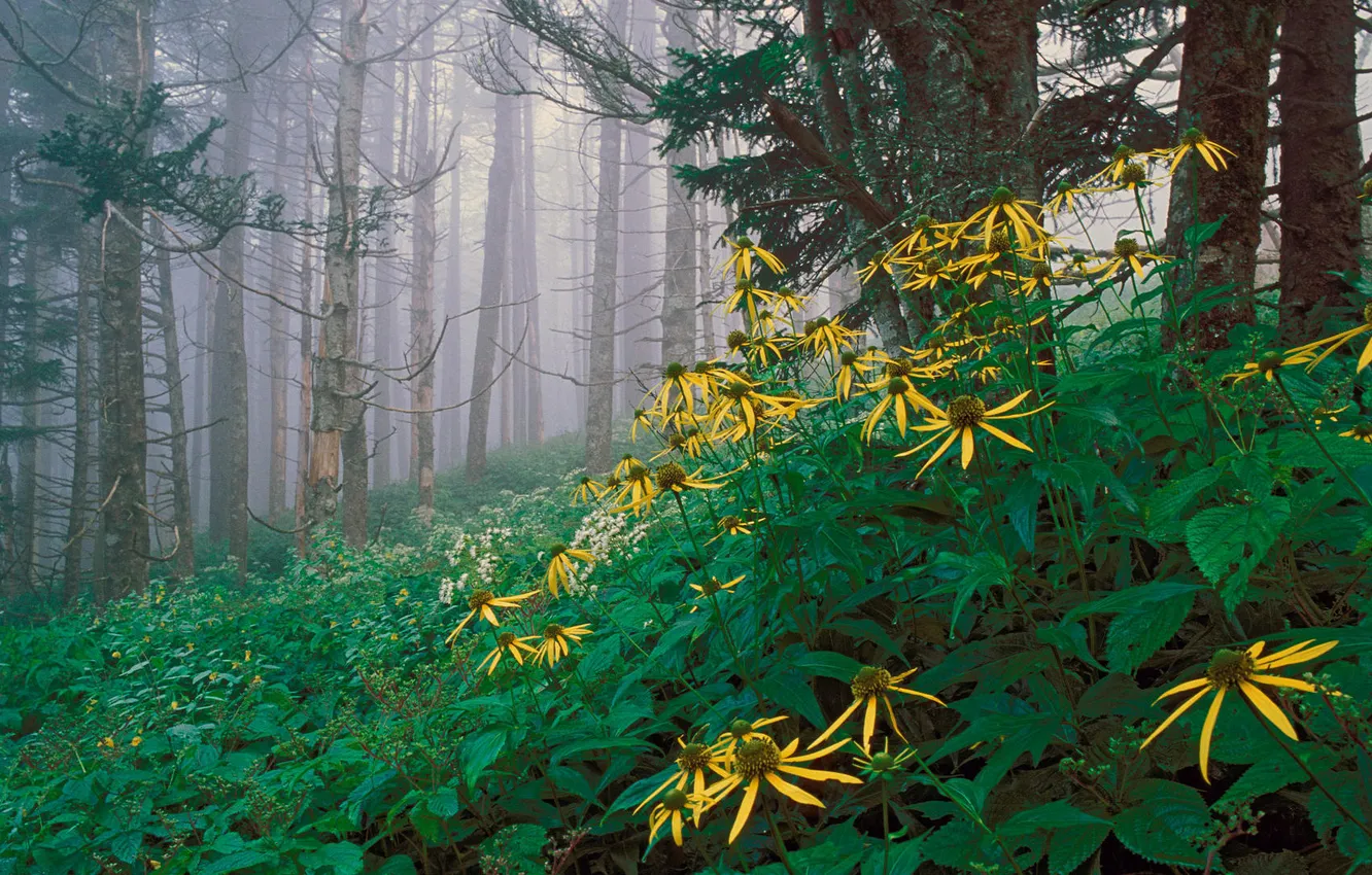 Photo wallpaper trees, landscape, flowers, nature, fog