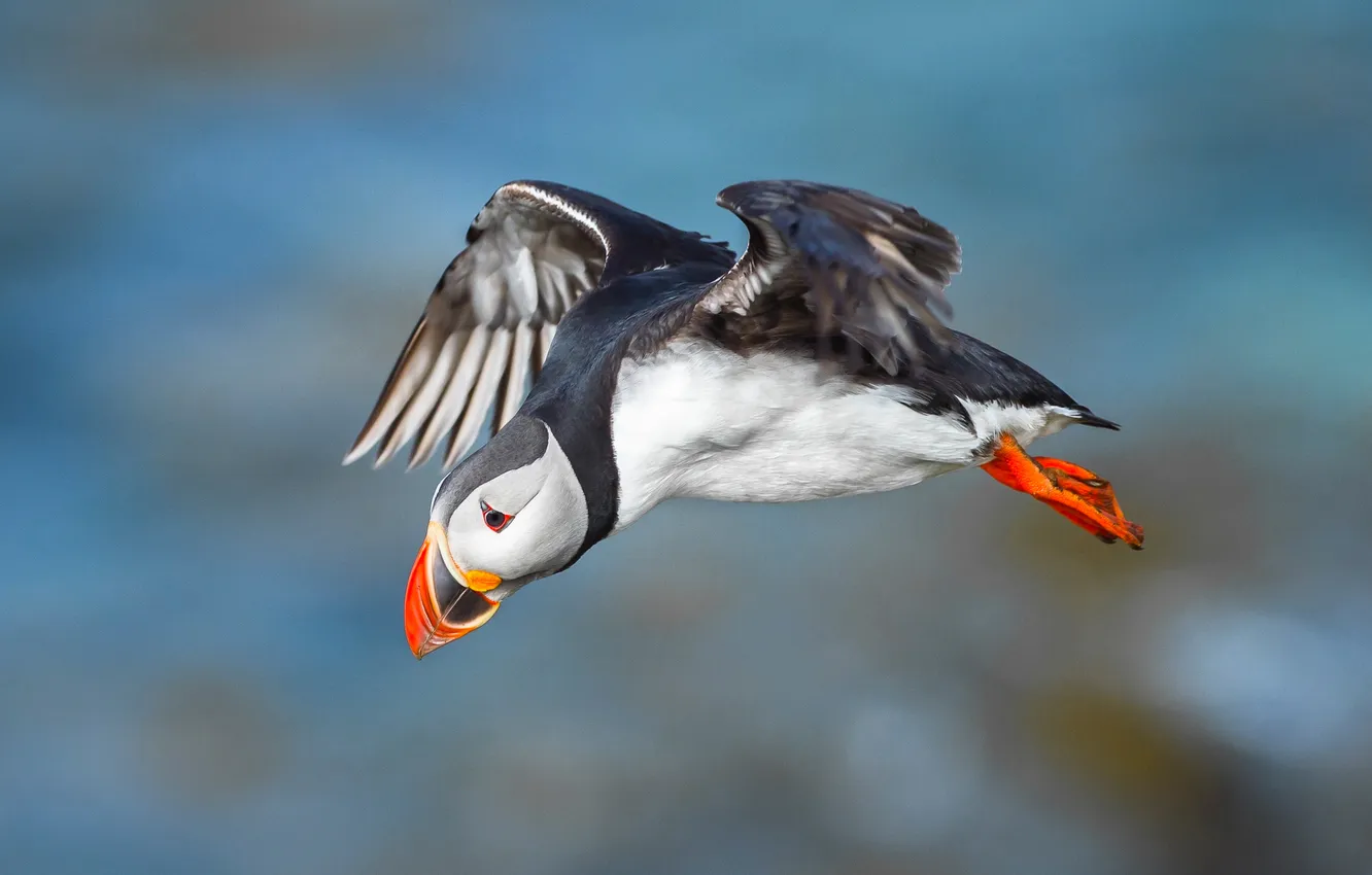 Photo wallpaper flight, bird, Atlantic puffin, Fratercula arctica, Puffin