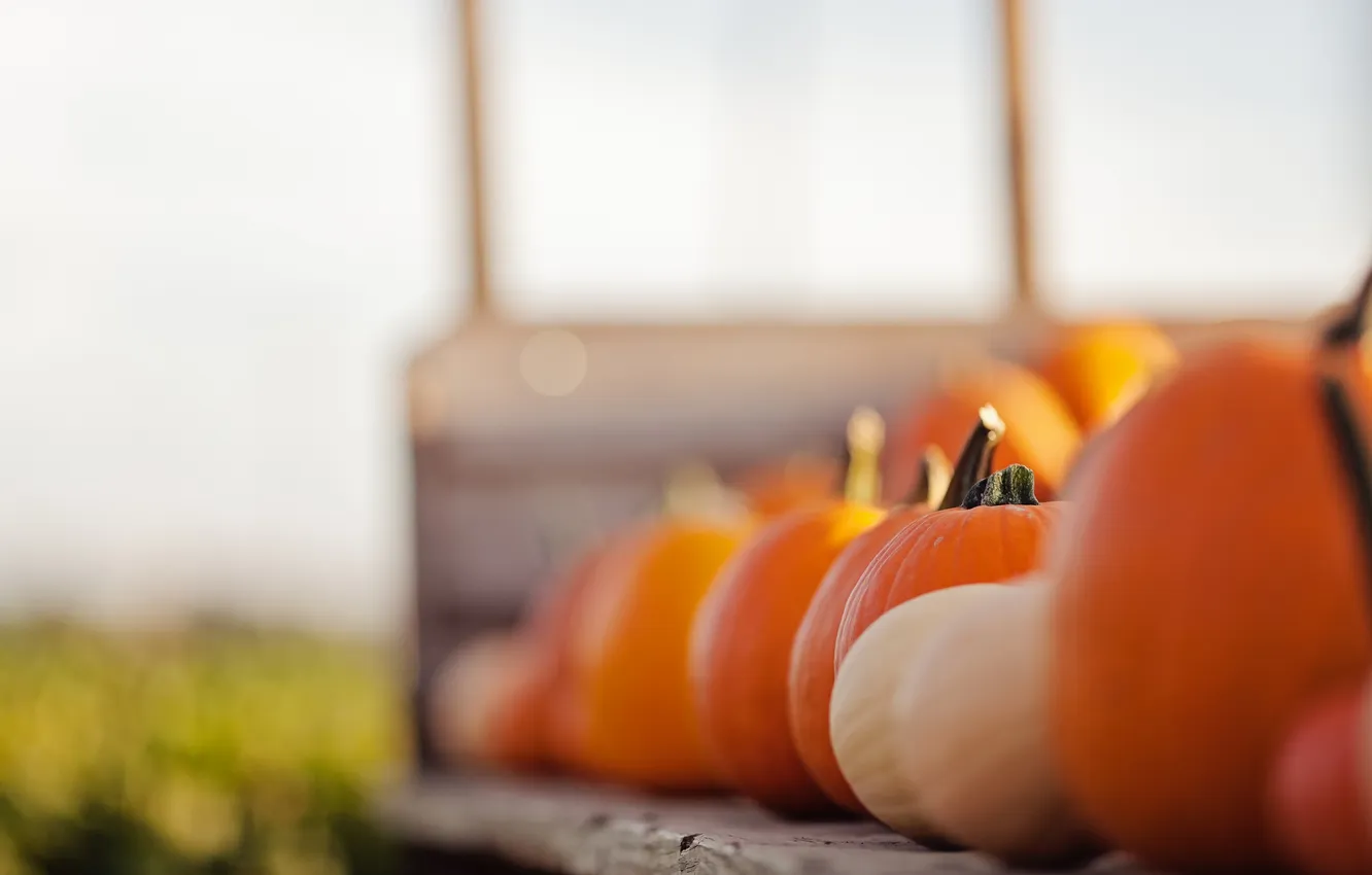 Photo wallpaper orange, pumpkin, vegetables