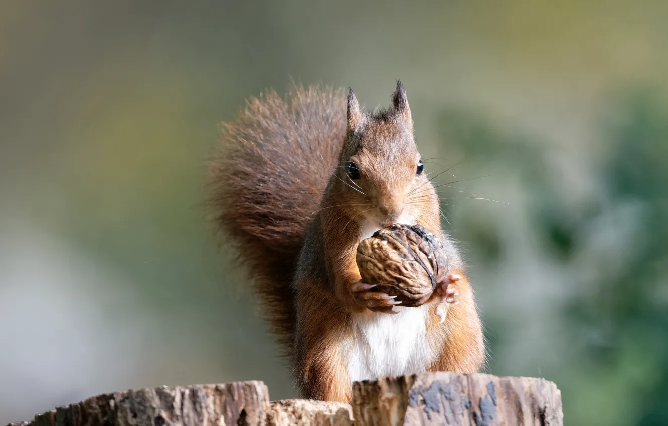 Photo wallpaper pose, stump, protein, nuts, walnut