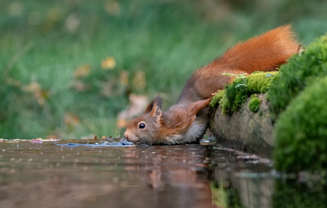 Photo wallpaper water, thirst, protein, red