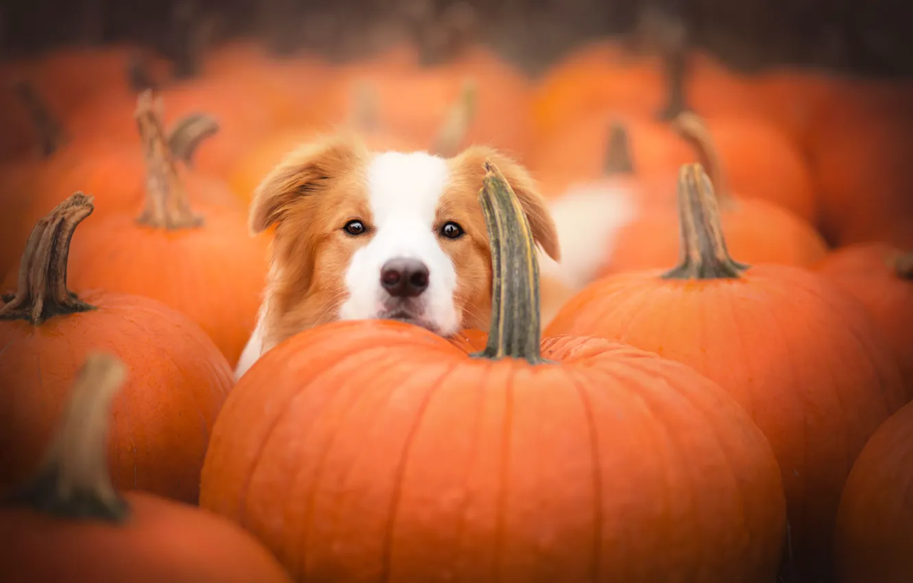Photo wallpaper face, dog, pumpkin, The border collie