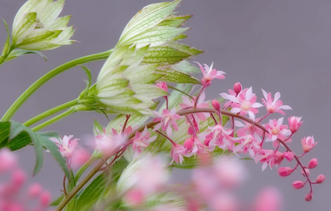 Photo wallpaper flowers, branch, blur, gentle, pink, Marco