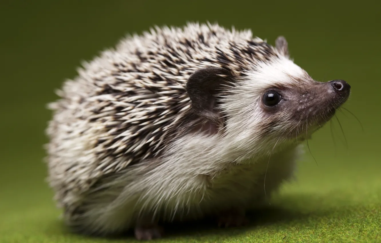 Photo wallpaper eyes, close-up, interest, nose, hedgehog