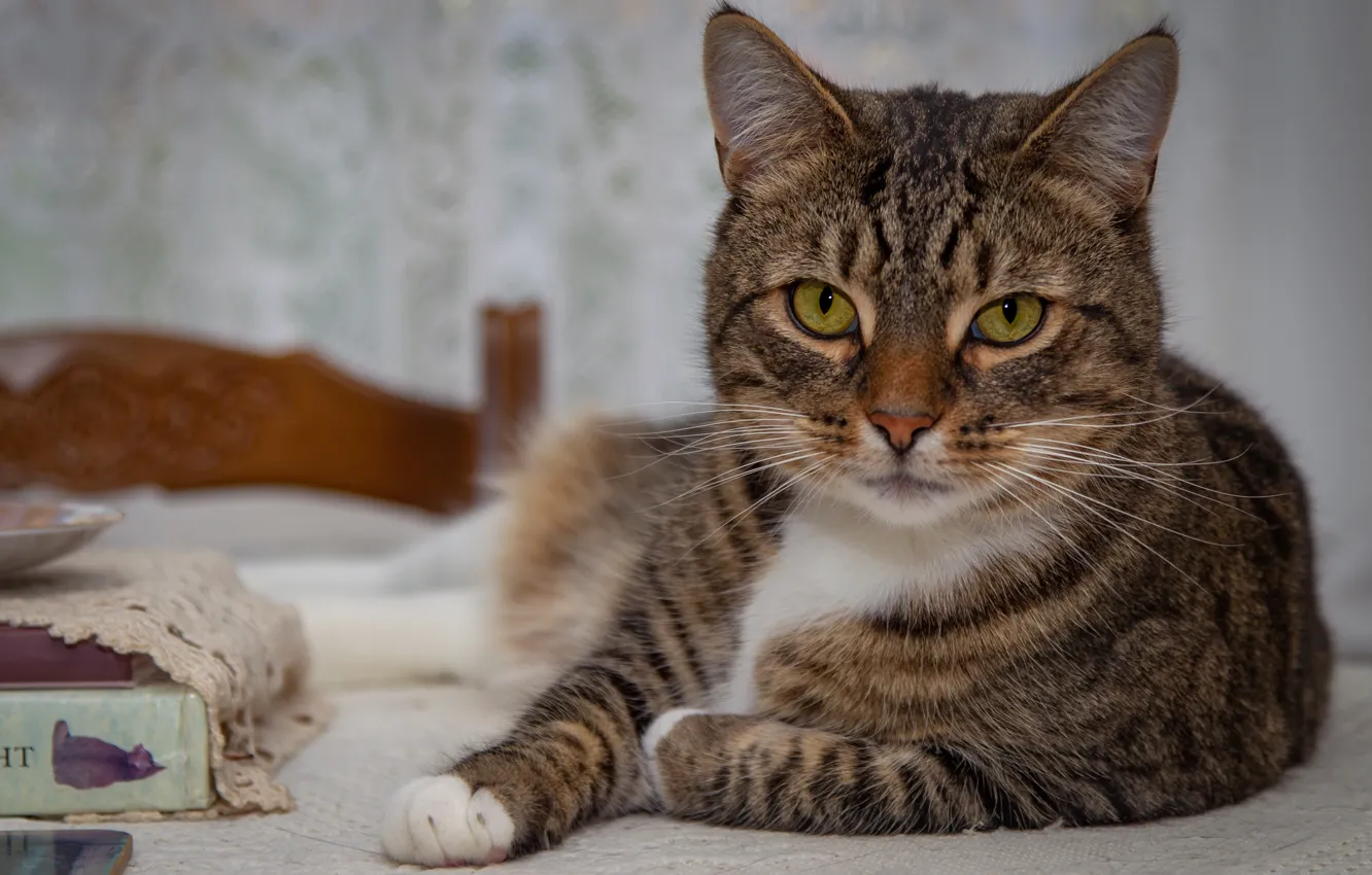 Photo wallpaper cat, cat, look, face, grey, background, bed, cat