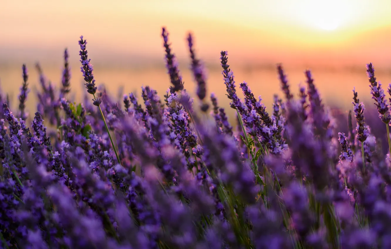 Photo wallpaper purple, macro, lavender