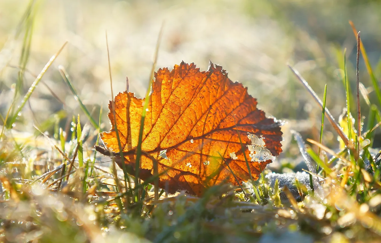 Photo wallpaper autumn, leaf, braun