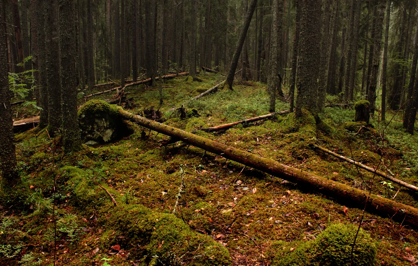 Photo wallpaper forest, leaves, trees, moss, logs