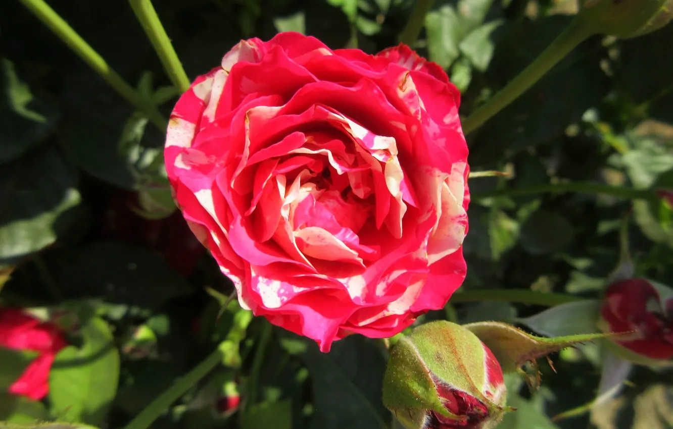Photo wallpaper roses, buds, Meduzanol ©, Summer 2018