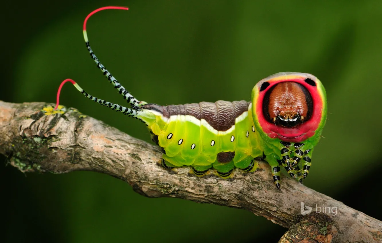 Photo wallpaper caterpillar, nature, branch, insect