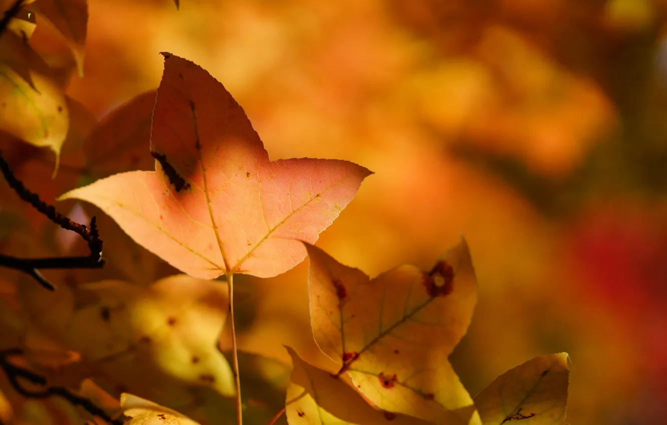 Photo wallpaper autumn, leaves, trees, yellow
