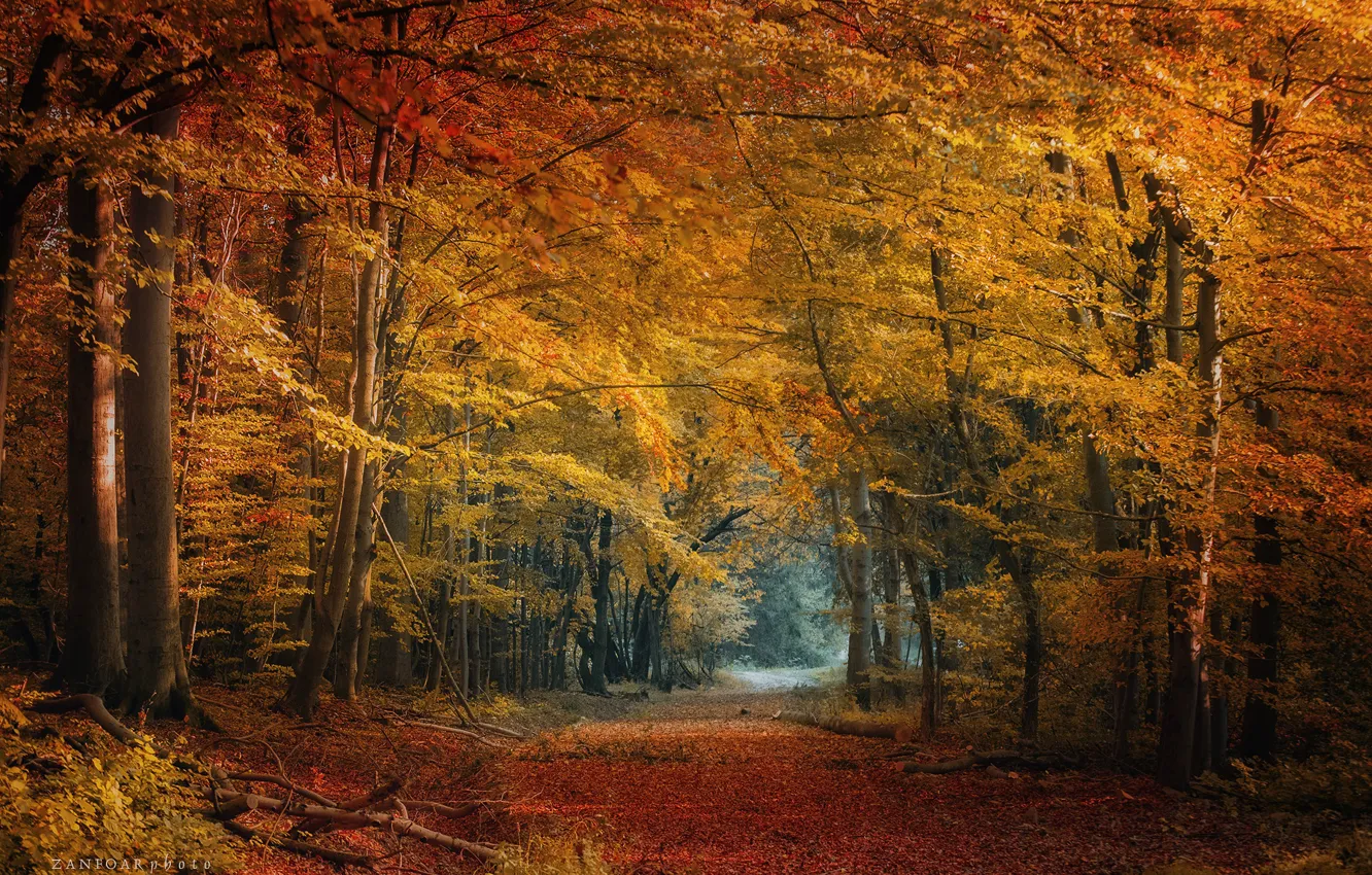 Photo wallpaper autumn, forest, leaves, trees, nature, Zan Foar