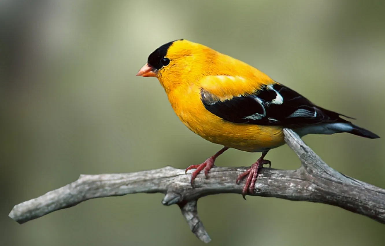 Photo wallpaper branches, beautiful, bird, bright color, microsemi