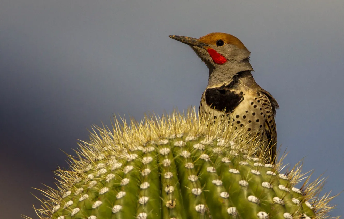 Photo wallpaper bird, beak, cactus, silkly woodpecker