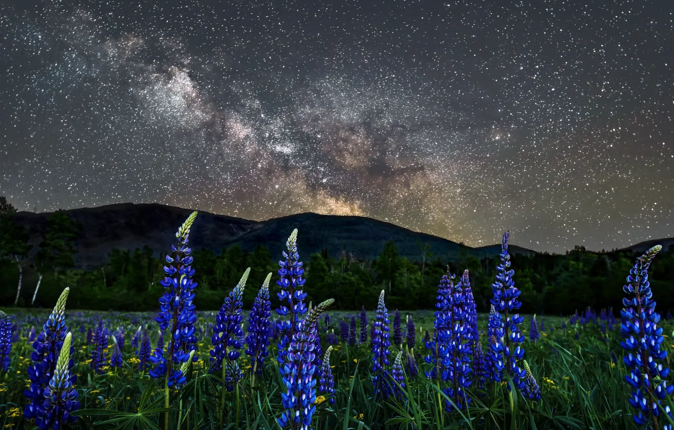 Photo wallpaper stars, landscape, flowers, mountains, night, nature, meadow, USA