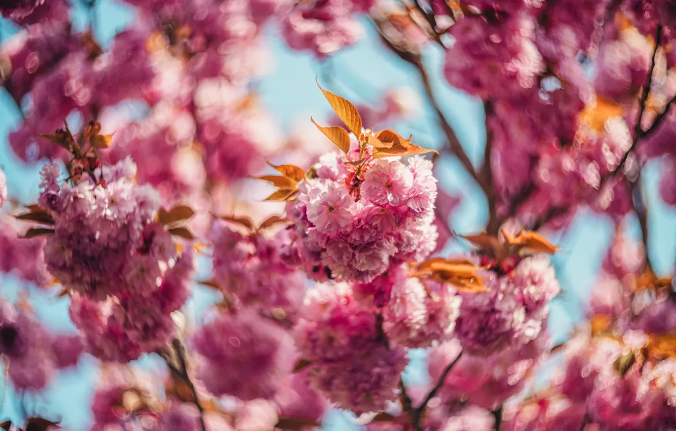 Photo wallpaper leaves, light, flowers, branches, cherry, blur, spring, Sakura