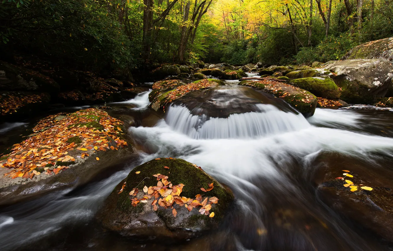 Photo wallpaper autumn, forest, leaves, trees, nature, stream, stones, foliage