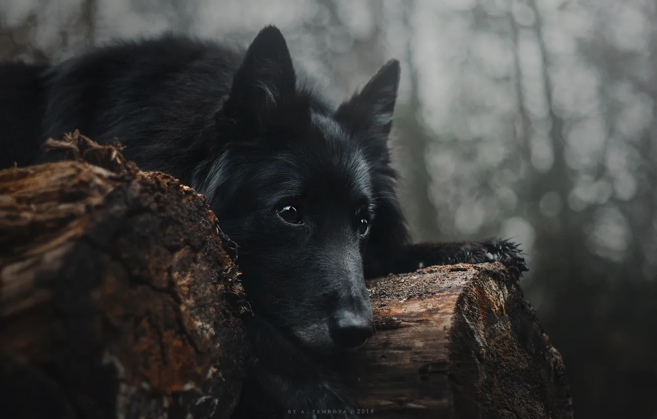 Photo wallpaper look, dog, black, lies, logs, Anastasia Temnova