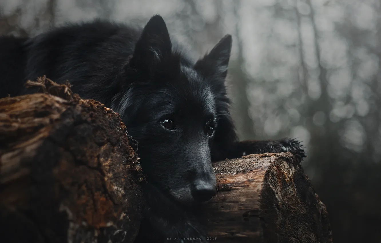Photo wallpaper look, black, dog, lies, log, Anastasia Temnova