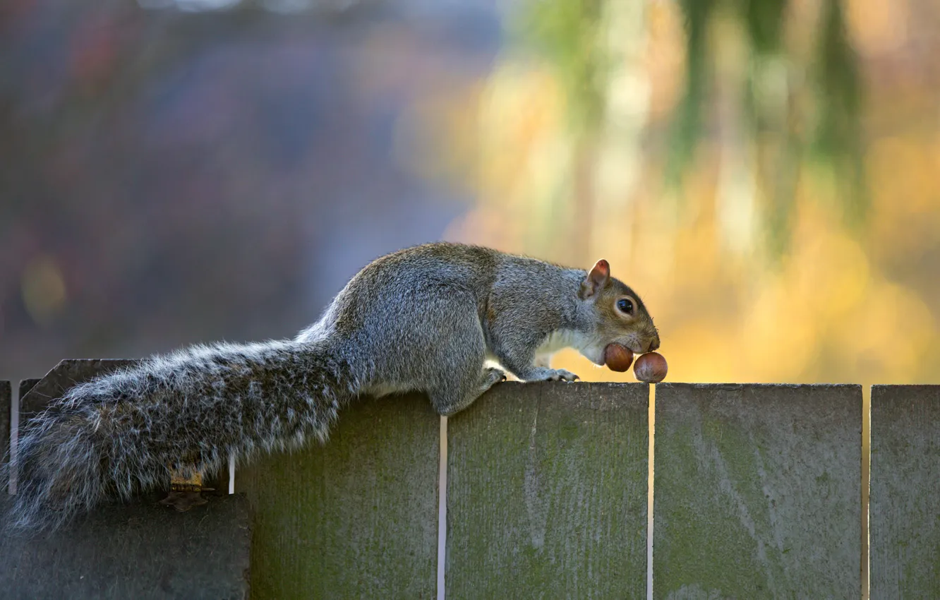 Photo wallpaper grey, the fence, protein, tail, nuts